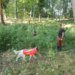 ASP-Suchhunde aus dem Kreis Herzogtum Lauenburg müssen sich in Brandenburg beweisen
