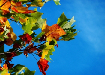 Gudows uriger Wald im Herbst