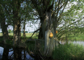 Für mehr Natur im Steinhorst-Schiphorster Moor