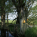 Für mehr Natur im Steinhorst-Schiphorster Moor