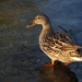 Geflügelpest im Kreis Herzogtum Lauenburg: Erster Nachweis von H5N5