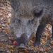 Mölln schließt Wildpark Uhlenkolk