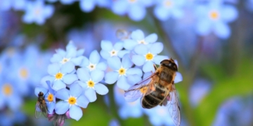 Wettbewerb für Bienenfreunde erneut gestartet