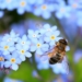 Wettbewerb für Bienenfreunde erneut gestartet