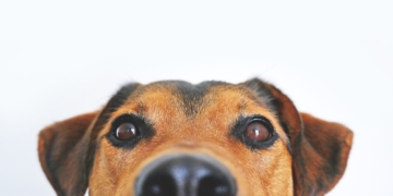 Ein besser trainierter Hund: Kausnacks machen es möglich