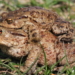 Amphibienwanderung am Hegesee in Mölln