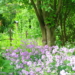 Lust auf einen Offenen Garten?