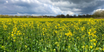 Blüte des Winterrapses beginnt: Schleswig-Holstein wird wieder farbig