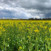 Blüte des Winterrapses beginnt: Schleswig-Holstein wird wieder farbig