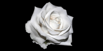 Zum 100. Geburtstag von Sophie Scholl: Podcast über die ‚Weiße Rose‘