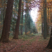 Waldspaziergang op Platt durch den Ritzerauer Forst