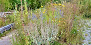 Geschottert, wild oder gestaltet? Was hilft der Artenvielfalt im Garten?
