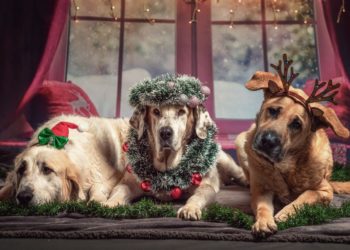 Weihnachts-und Geschenkewerkstatt in der Gemeinschaftsschule Mölln