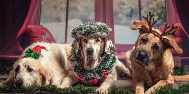Weihnachts-und Geschenkewerkstatt in der Gemeinschaftsschule Mölln