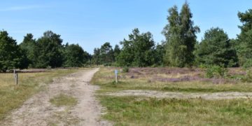 Holzerntemaßnahmen in der Nüssauer Heide