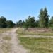 Holzerntemaßnahmen in der Nüssauer Heide