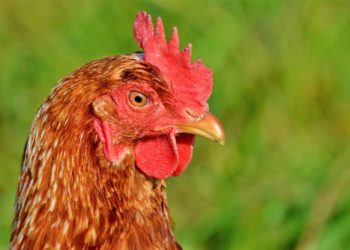 Neue tierseuchenrechtliche Allgemeinverfügung zur  Geflügelpest Überwachungszone