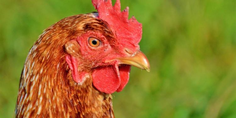 Neue tierseuchenrechtliche Allgemeinverfügung zur Geflügelpest Überwachungszone
