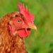 Neue tierseuchenrechtliche Allgemeinverfügung zur Geflügelpest Überwachungszone