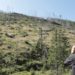  „Wood – Der geraubte Wald“ die Filmclub Dokumentation