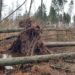 Betretungsverbot im Wald