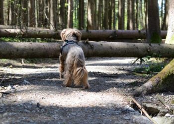 Warnung vor Betreten der Wälder bei Sturm