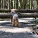 Warnung vor Betreten der Wälder bei Sturm