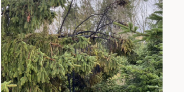 SH Netz verzeichnete mehrere vergleichsweise kleine und kurzzeitige Stromausfälle