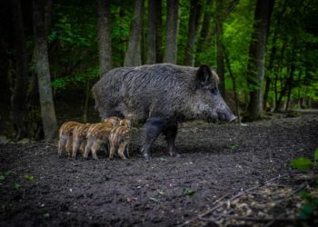 Afrikanische Schweinepest – im Herzogtum Lauenburg Allgemeinverfügung  erlassen
