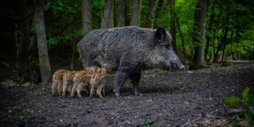 Afrikanische Schweinepest – im Herzogtum Lauenburg Allgemeinverfügung  erlassen