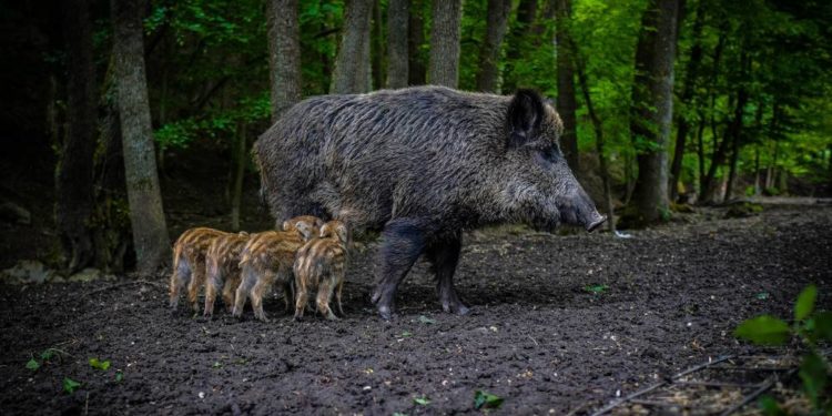 Afrikanische Schweinepest – im Herzogtum Lauenburg Allgemeinverfügung  erlassen