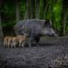 Afrikanische Schweinepest – im Herzogtum Lauenburg Allgemeinverfügung erlassen