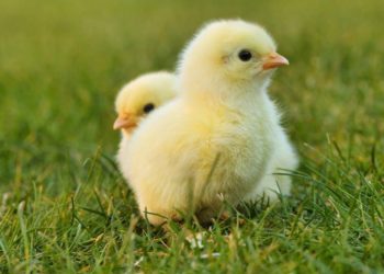 Die Aufstallungspflicht im Kreis endet