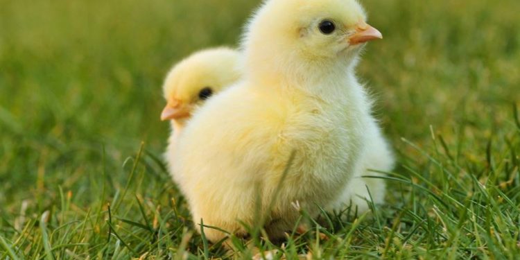 Die Aufstallungspflicht im Kreis endet