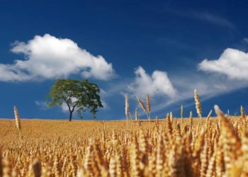 Auswirkungen des Ukraine-Krieges auf die Agrarwirtschaft