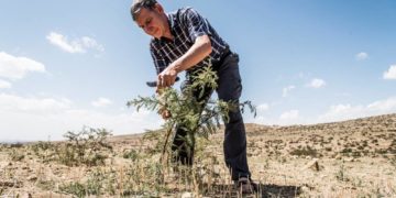 Filmclub-Dokumentation: „Der Waldmacher“