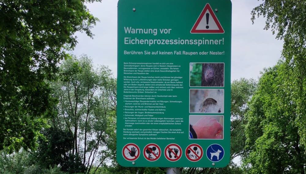 Der Eichenprozessionsspinner ist unterwegs