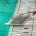 Neue Preisstruktur für das Geesthachter Freizeitbad beschlossen