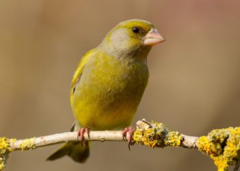Stunde der Gartenvögel mit Vogelzählung