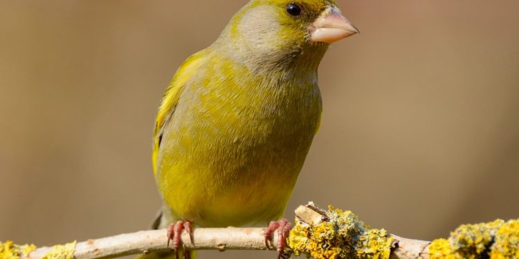 Stunde der Gartenvögel mit Vogelzählung