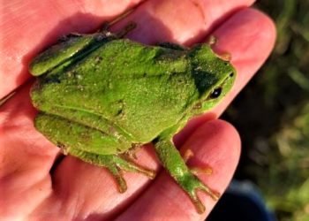 Amphibienzäune sind ein wirksamer Schutz für Molch & Co