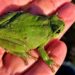 Amphibienzäune sind ein wirksamer Schutz für Molch & Co