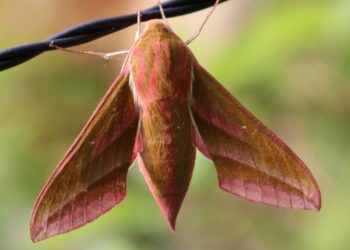 5. Insektensommer – eine Woche Insekten zählen
