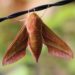 5. Insektensommer – eine Woche Insekten zählen