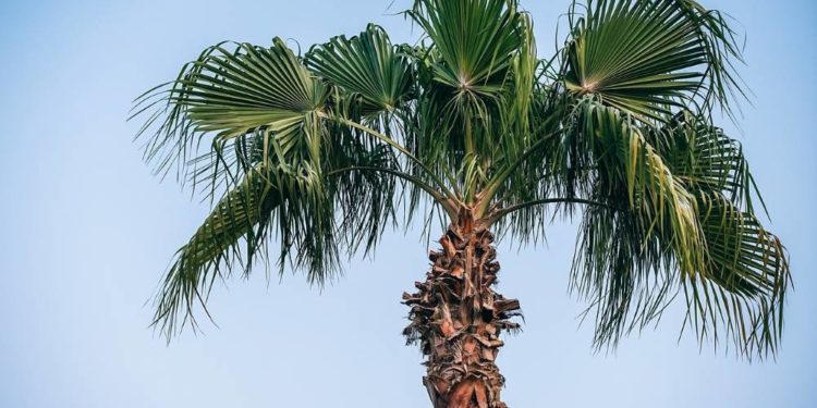 Welcher Garten ziert sich mit der Palme?