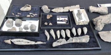 Chance für ein Urmeermuseum