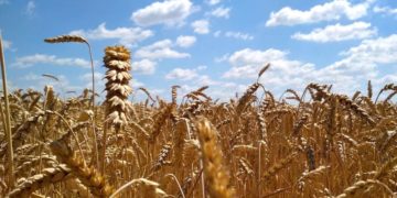 Ernährungssicherung braucht eine nachhaltige Landwirtschaft