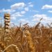 Ernährungssicherung braucht eine nachhaltige Landwirtschaft