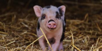 Landwirtschaftsministerium fördert vier Innovationsprojekte mit 1,75 Millionen Euro