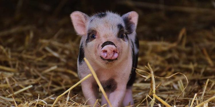 Landwirtschaftsministerium fördert vier Innovationsprojekte mit 1,75 Millionen Euro